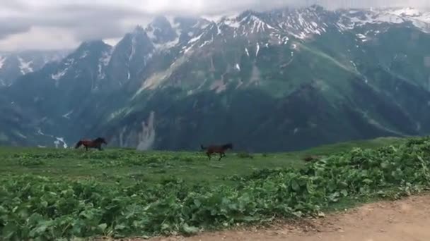 알프스 초원을 질주하고 말들은 눈덮인 산봉우리들의 달리고 루지야 — 비디오