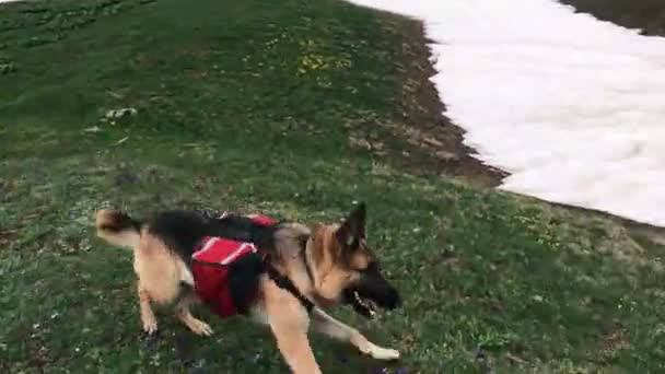 Pastor Alemán Corre Través Nieve Las Montañas Perro Viaja Por — Vídeos de Stock