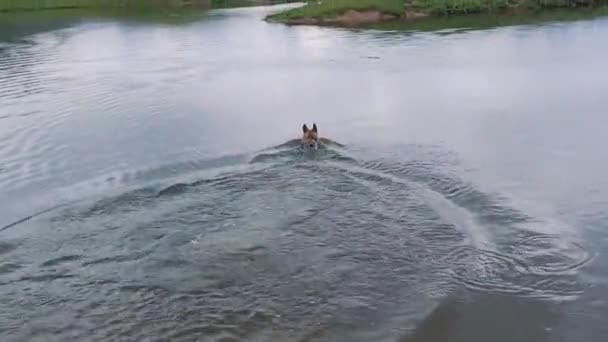 Pastor Alemán Baña Lago Montaña Perro Viaja Través Las Montañas — Vídeo de stock