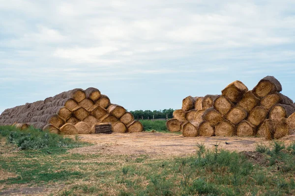 Pilas Redondas Paja Haystacks Encuentran Una Pila Alta Comida Para —  Fotos de Stock