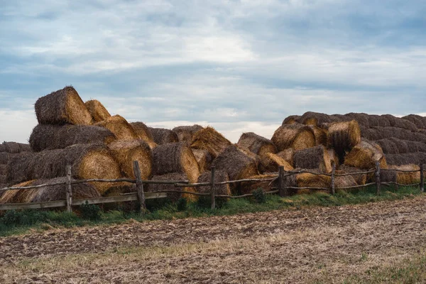 Pilas Redondas Paja Haystacks Encuentran Una Pila Alta Comida Para —  Fotos de Stock