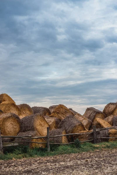 Pilas Redondas Paja Haystacks Encuentran Una Pila Alta Comida Para —  Fotos de Stock