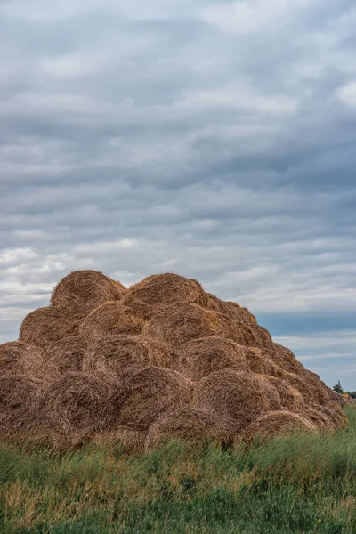 Pilas Redondas Paja Haystacks Encuentran Una Pila Alta Comida Para —  Fotos de Stock