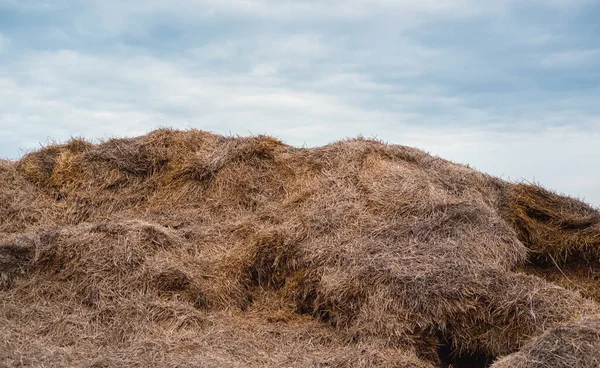 Ligt Veel Stro Stapel Strotextuur Close Van Een Hooibaal Landbouwbedrijf — Stockfoto