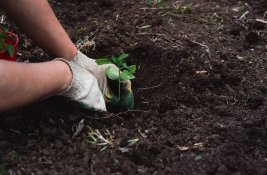 Eldivenli bir işçi toprağa genç bir yeşil bitki eker. Toprağa bir sebze ekin ve onunla ilgilenin..