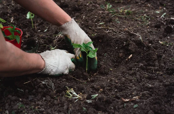 Trabajador Con Guantes Planta Una Planta Verde Joven Suelo Plantar —  Fotos de Stock