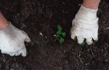 Eldivenli bir işçi toprağa genç bir yeşil bitki eker. Toprağa bir sebze ekin ve onunla ilgilenin..