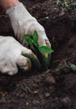 Eldivenli bir işçi toprağa genç bir yeşil bitki eker. Toprağa bir sebze ekin ve onunla ilgilenin..