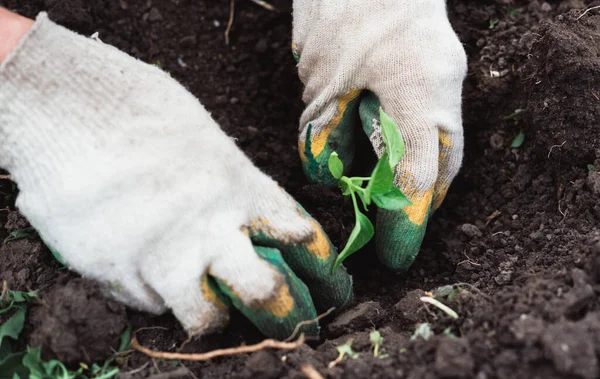 A worker in gloves plants a young green plant in the soil. Plant a vegetable plant in the ground and take care of it.
