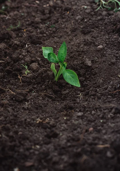 Young Green Plant Newly Planted Soil Caring Environment Farming Growing — Stock Photo, Image