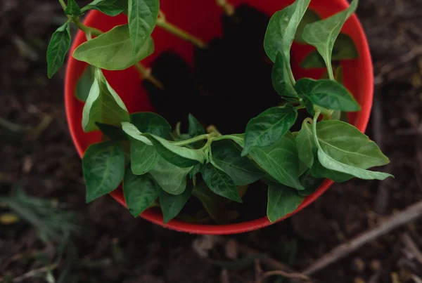 Jovens Brotos Verdes Culturas Vegetais Prontos Para Plantio Solo Cuidados — Fotografia de Stock