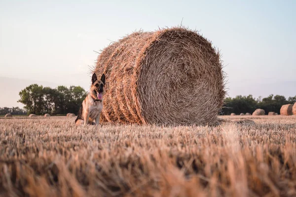 Ein Deutscher Schäferhund Sitzt Einem Weizenfeld Vor Einem Stapel Stroh — Stockfoto