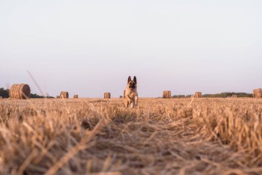 Bir Alman kurdu taze biçilmiş buğday tarlasında koşar. Bir köpek saman balyalarıyla tarlada koşuyor. Arka planda bir sürü kuru turuncu saman var..