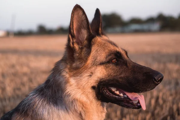 Portret Van Een Duitse Herder Close Slimme Mooie Hond Zacht — Stockfoto