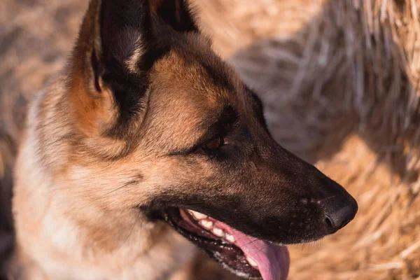 Portret Van Een Duitse Herder Close Slimme Mooie Hond Zacht — Stockfoto