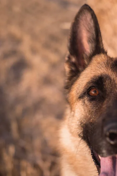 Portret Owczarka Niemieckiego Zbliżeniu Mądry Piękny Pies Delikatny Ciepły Obraz — Zdjęcie stockowe