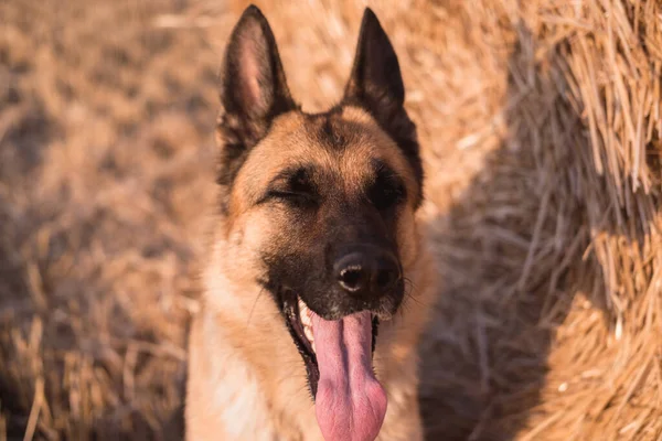 Portret Owczarka Niemieckiego Zbliżeniu Mądry Piękny Pies Delikatny Ciepły Obraz — Zdjęcie stockowe