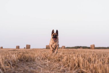 Bir Alman kurdu taze biçilmiş buğday tarlasında koşar. Bir köpek saman balyalarıyla tarlada koşuyor. Arka planda bir sürü kuru turuncu saman var..