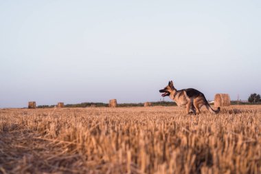 Bir Alman kurdu taze biçilmiş buğday tarlasında koşar. Bir köpek saman balyalarıyla tarlada koşuyor. Arka planda bir sürü kuru turuncu saman var..