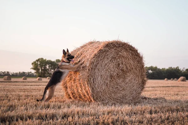 Pastore Tedesco Sta Appoggiato Una Pila Paglia Campo Grano Cane — Foto Stock