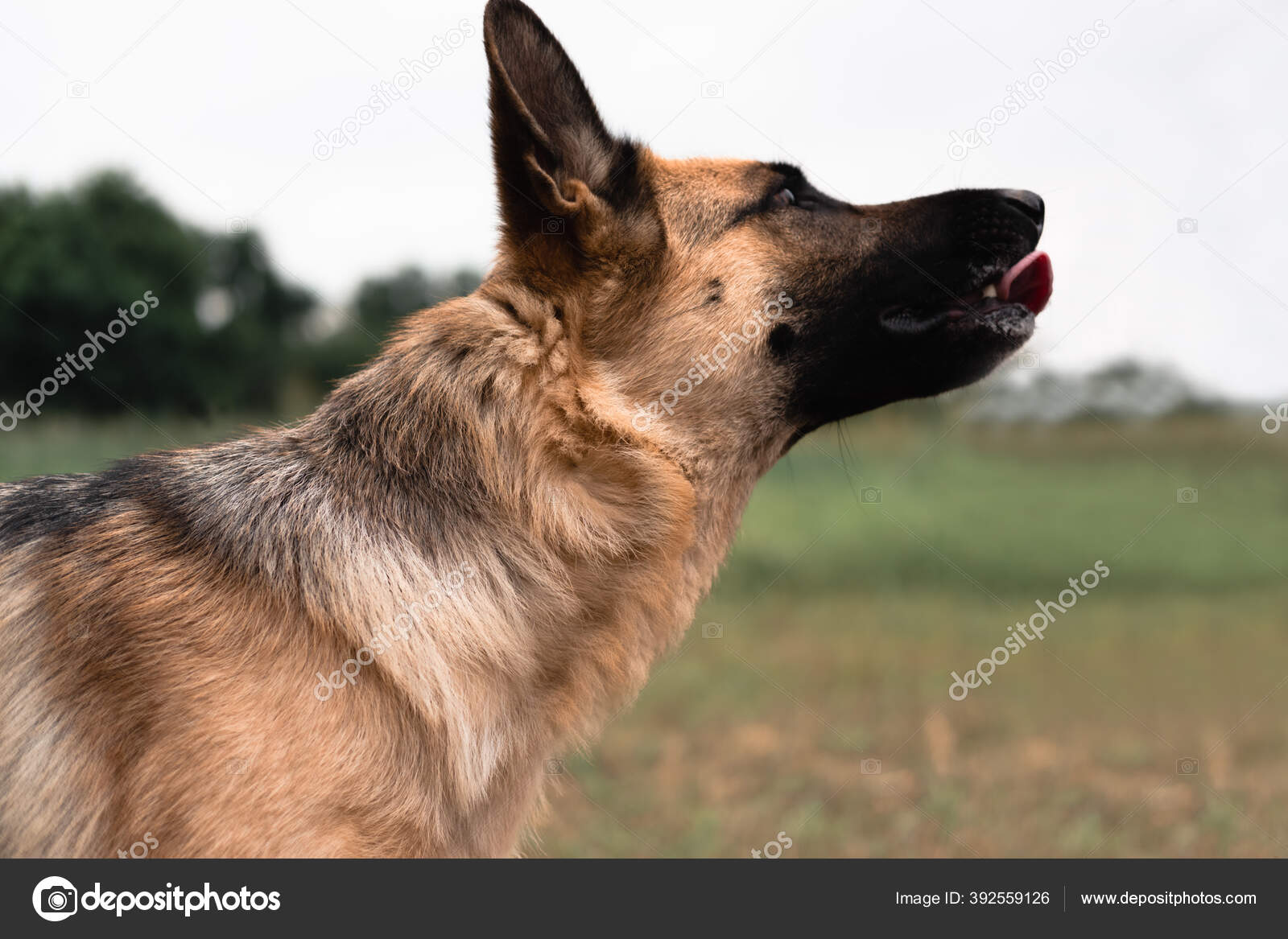 Portrait Berger Allemand Chien Berger Sorti Langue Promenades Pour Chiens Image Libre De Droit Par Lightman Pic C
