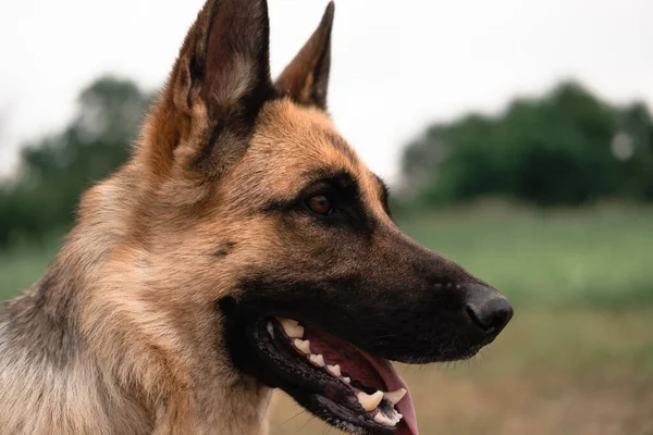 Ritratto Pastore Tedesco Cane Pastore Tirato Fuori Lingua Cane Passeggia — Foto Stock