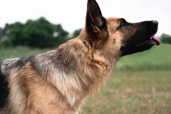 一个德国牧羊人的画像牧羊犬伸出舌头 狗在大自然中散步 黑色和红色的德国牧羊犬特写 — 图库照片