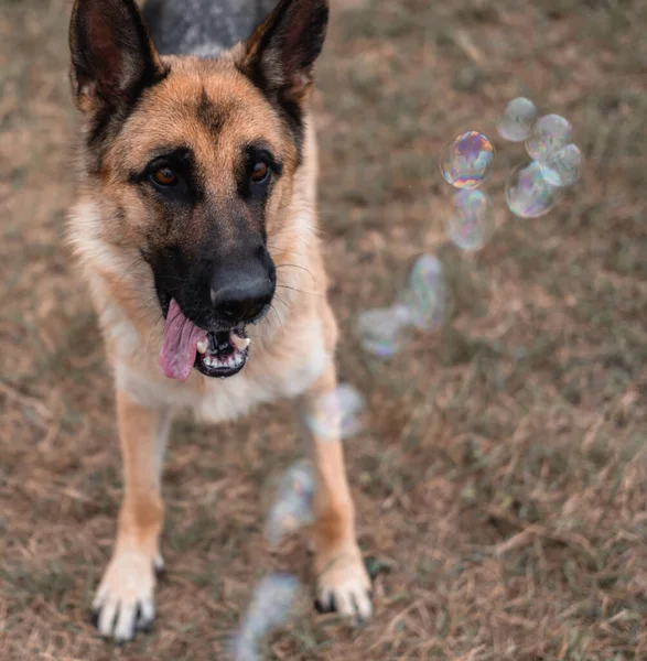 Tysk Herde Leker Med Såpbubblor Hunden Fångar Såpbubblor Med Munnen — Stockfoto