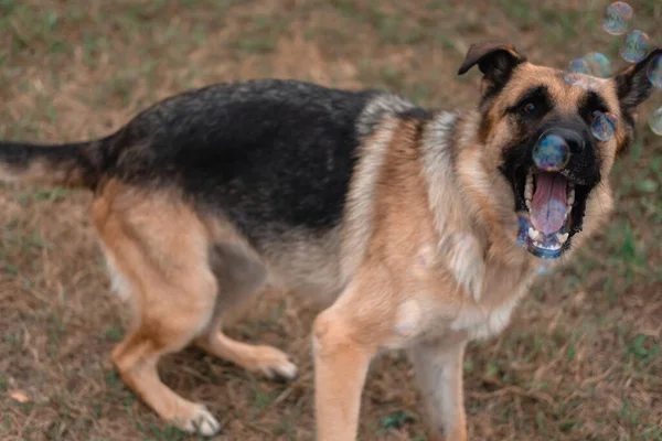 A German shepherd plays with soap bubbles. The dog catches soap bubbles with its mouth, games with the dog in nature, in the fresh air. Active German shepherd. Black and red thoroughbred dog.