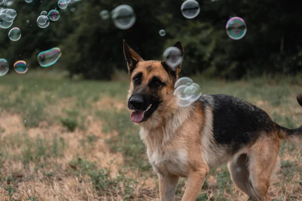 A German shepherd plays with soap bubbles. The dog catches soap bubbles with its mouth, games with the dog in nature, in the fresh air. Active German shepherd. Black and red thoroughbred dog.