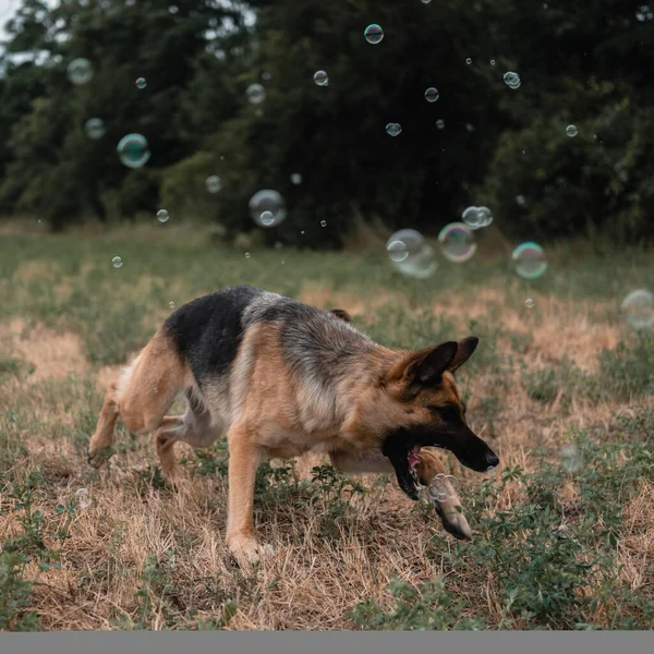 ドイツの羊飼いはシャボン玉で遊ぶ 犬は新鮮な空気中で 自然の中で犬とゲーム その口でシャボン玉をキャッチします 現役ドイツ人羊飼い 黒と赤のサラブレッド犬 — ストック写真
