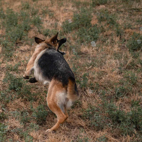 一个德国牧羊人玩肥皂泡 狗用嘴捕捉肥皂泡 在大自然中与狗在新鲜的空气中玩耍 活跃的德国牧羊人黑狗和红狗 — 图库照片