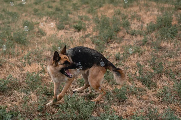 A German shepherd plays with soap bubbles. The dog catches soap bubbles with its mouth, games with the dog in nature, in the fresh air. Active German shepherd. Black and red thoroughbred dog.