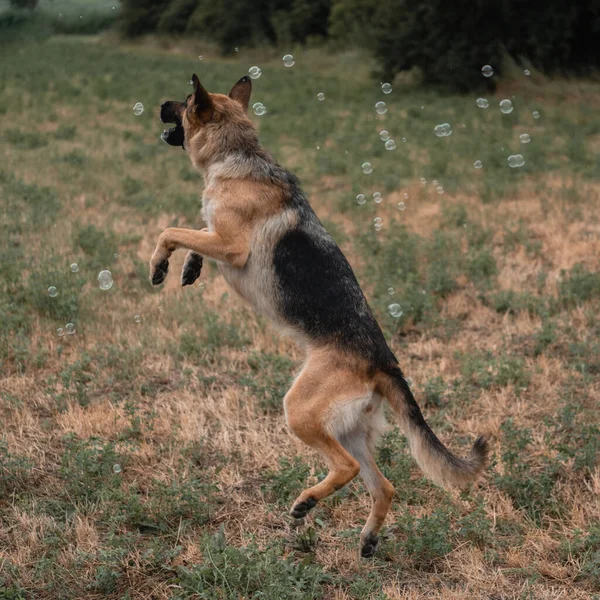 A German shepherd plays with soap bubbles. The dog catches soap bubbles with its mouth, games with the dog in nature, in the fresh air. An active German shepherd jumps and catches soap bubbles.