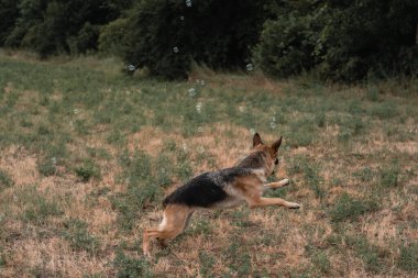 Bir Alman kurdu sabun köpüğüyle oynar. Köpek ağzıyla sabun baloncukları yakalar, köpekle doğada, temiz havada oyunlar oynar. Aktif Alman çoban köpeği. Siyah ve kırmızı safkan köpek..