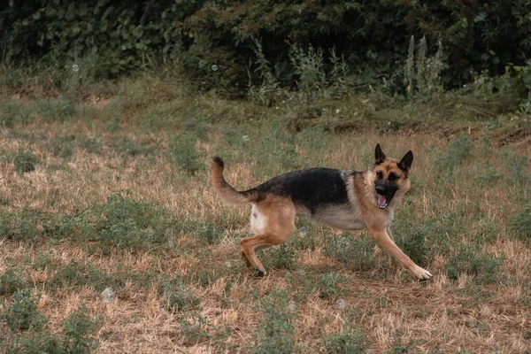 一个德国牧羊人玩肥皂泡 狗用嘴捕捉肥皂泡 在大自然中与狗在新鲜的空气中玩耍 活跃的德国牧羊人黑狗和红狗 — 图库照片