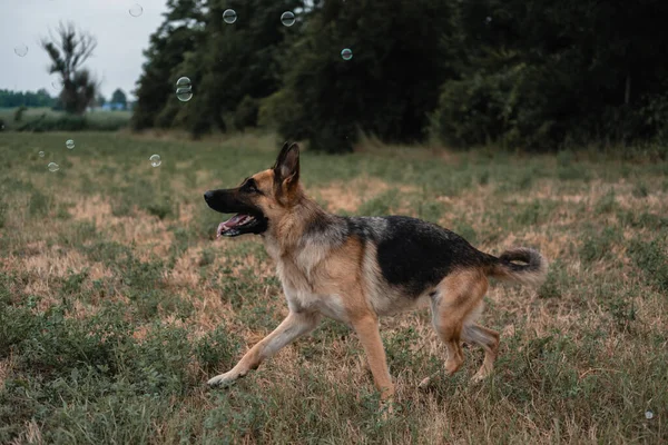 Bir Alman Kurdu Sabun Köpüğüyle Oynar Köpek Ağzıyla Sabun Baloncukları — Stok fotoğraf