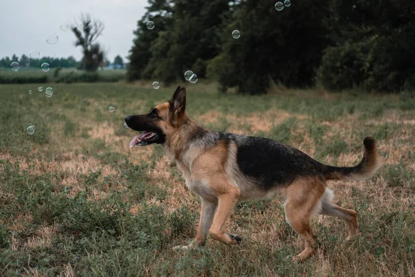 Bir Alman Kurdu Sabun Köpüğüyle Oynar Köpek Ağzıyla Sabun Baloncukları — Stok fotoğraf