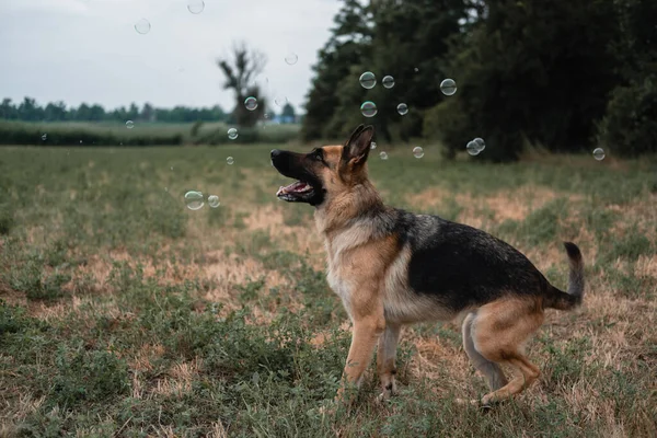 A German shepherd plays with soap bubbles. The dog catches soap bubbles with its mouth, games with the dog in nature, in the fresh air. Active German shepherd. Black and red thoroughbred dog.