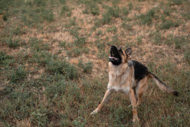 Bir Alman kurdu sabun köpüğüyle oynar. Köpek ağzıyla sabun baloncukları yakalar, köpekle doğada, temiz havada oyunlar oynar. Aktif Alman çoban köpeği. Siyah ve kırmızı safkan köpek..