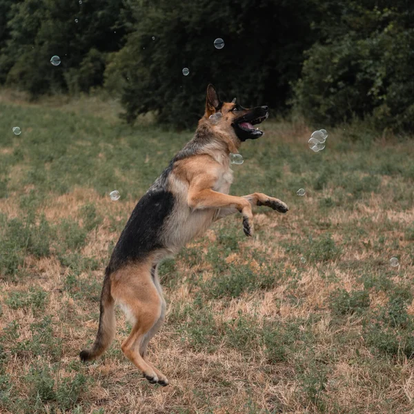 一个德国牧羊人玩肥皂泡 狗用嘴捕捉肥皂泡 在大自然中与狗在新鲜的空气中玩耍 一只活跃的德国牧羊犬跳跃着抓住肥皂泡 — 图库照片