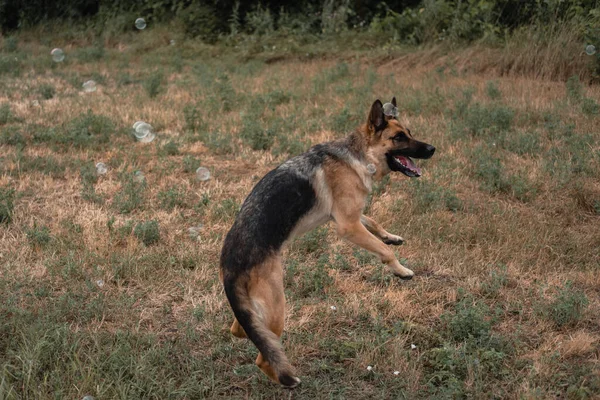 A German shepherd plays with soap bubbles. The dog catches soap bubbles with its mouth, games with the dog in nature, in the fresh air. An active German shepherd jumps and catches soap bubbles.