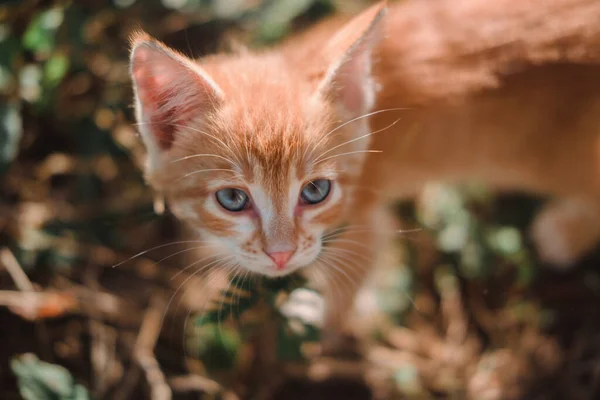Een Klein Rood Katje Met Grote Blauwe Ogen Een Poesje — Stockfoto