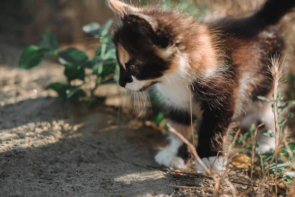 Encantadora Gatita Negra Roja Blanca Pequeño Gatito Esponjoso Tricolor Gatito — Foto de Stock