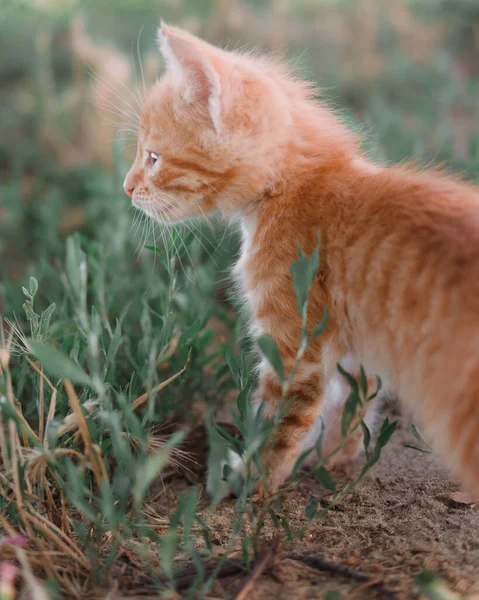 A small red kitten with big blue eyes. A kitten walks on the grass in the Park. Kitten in nature. Profile picture in the side view.