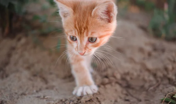 Ein Kleines Rotes Kätzchen Mit Großen Blauen Augen Ein Kätzchen — Stockfoto