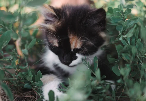 迷人的黑色 红色和白色的小猫 小绒毛小猫三色旗 小猫在大自然中散步 坐在草地上摆姿势 家小三色猫 — 图库照片