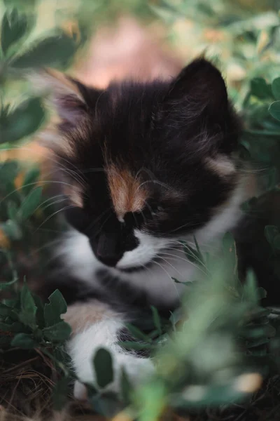 Encantadora Gatita Negra Roja Blanca Pequeño Gatito Esponjoso Tricolor Gatito — Foto de Stock