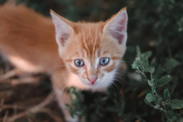 A small red kitten with big blue eyes. A kitten walks on the grass in the Park. Kitten in nature. Baby, boy cat. Close-up portrait, looking at the camera.