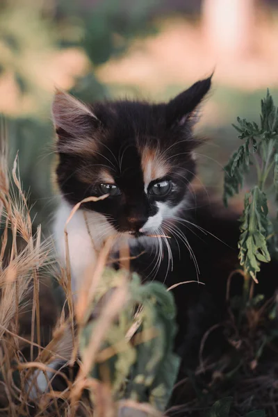 Sevimli Küçük Siyah Kırmızı Beyaz Kedi Yavrusu Küçük Pofuduk Kedi — Stok fotoğraf
